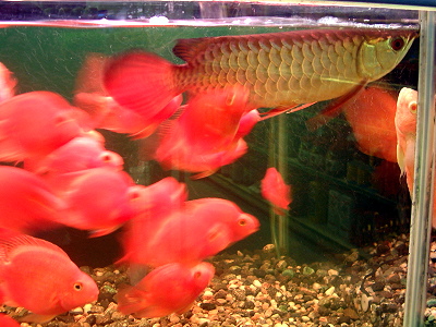 渔家水族量贩，台湾苗栗购物