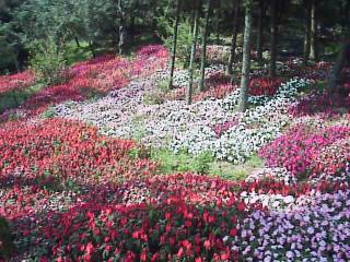 上新花園休閒遊樂區-花圃花錦簇簇