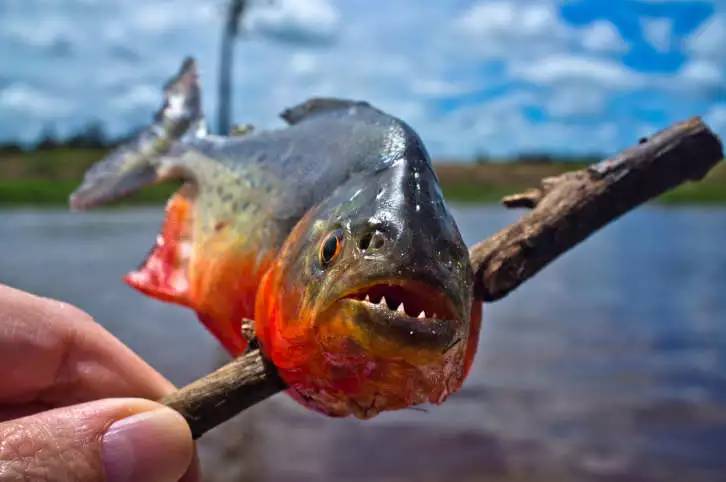 Piranha 食人鱼，居然是巴西人的食物