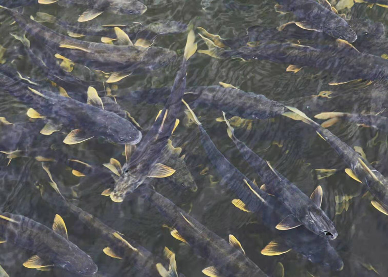 泉吉河观湟鱼
