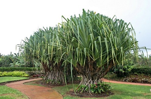 夏威夷景点：都乐菠萝种植园