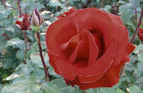 国际玫瑰实验花园