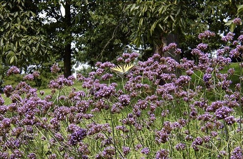 费城景点：莫里斯植物园