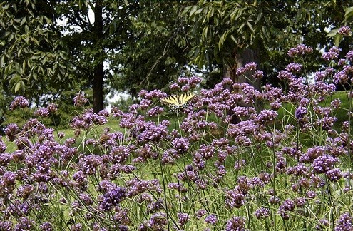 莫里斯植物园