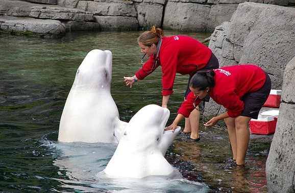 温哥华景点：温哥华水族馆