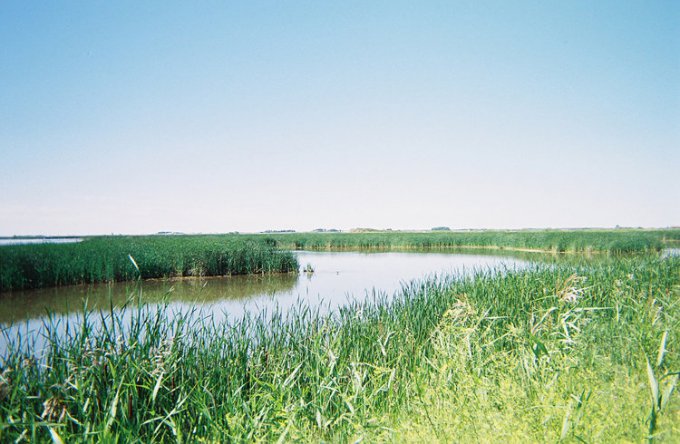 橡树吊床湿地