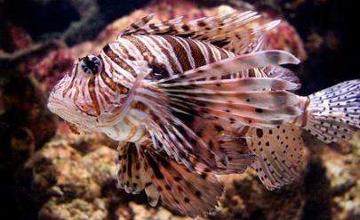 
	 伦敦海洋生物水族馆