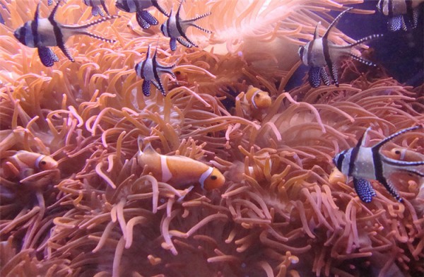 热那亚水族馆