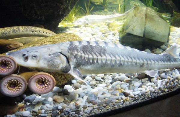 阿穆尔水族馆_哈巴罗夫斯克_俄罗斯