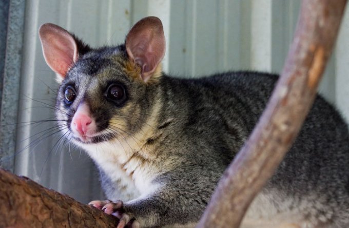 Humbug Scrub Wildlife Sanctuar