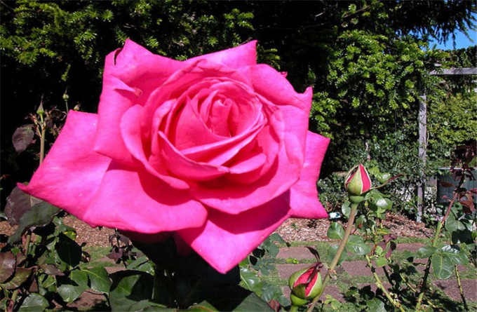 帕内而玫瑰花园