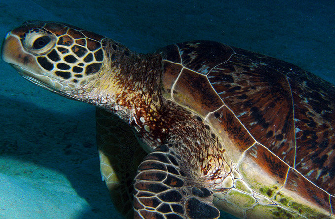 凯恩斯海底世界水族馆_凯恩斯_澳大利亚