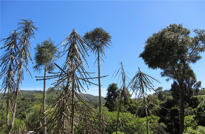 奥塔里植物园