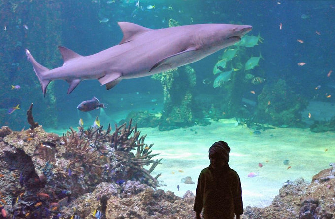 悉尼水族馆_悉尼_澳大利亚