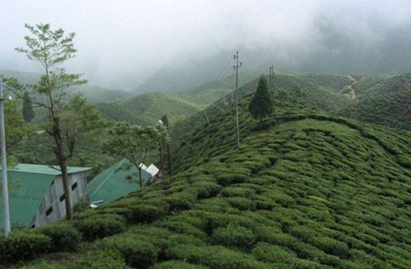 快乐山谷茶园_大吉岭_印度