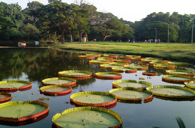 劳埃德植物园_大吉岭_印度