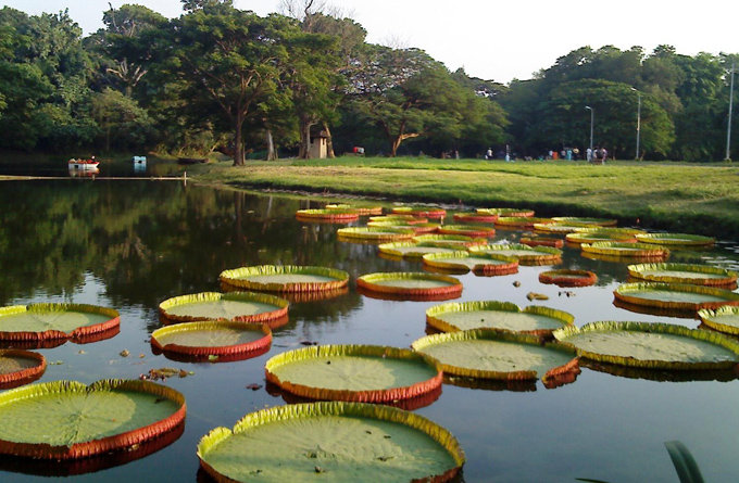 劳埃德植物园