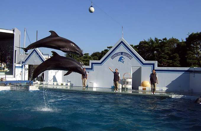品川水族馆_东京_日本