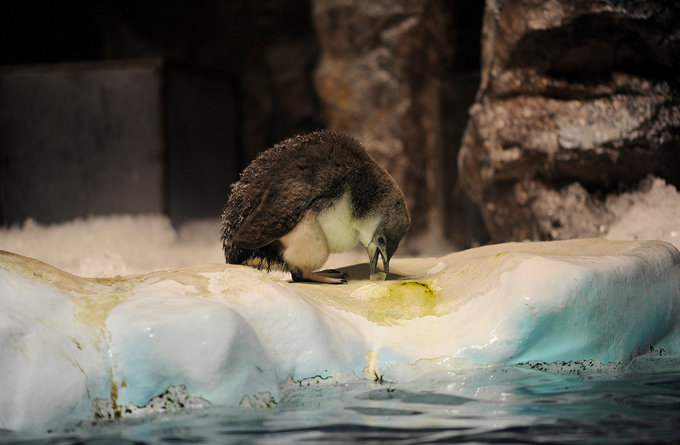 名古屋港水族馆