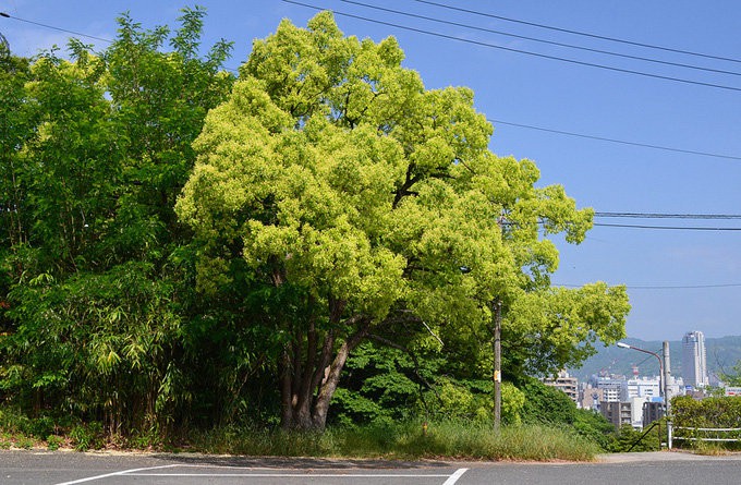 比治山公园 