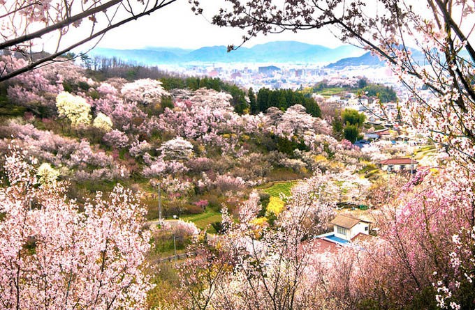 花见山_福岛_日本