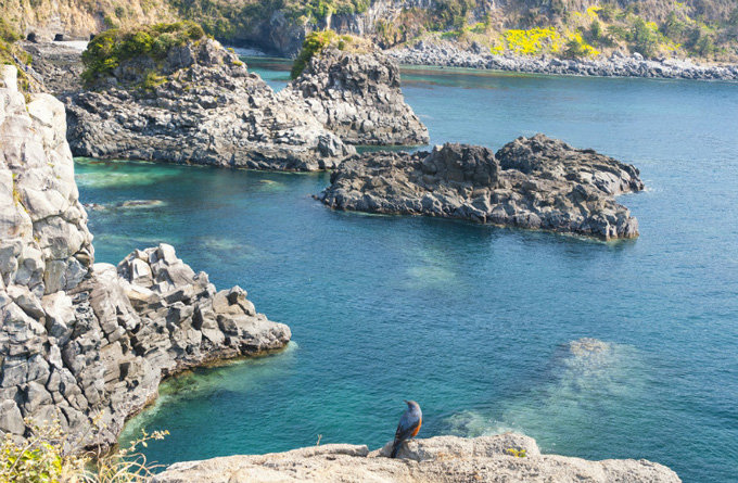 大浦海岸柱状节理带 _西归浦_韩国