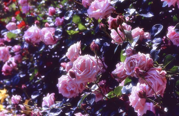 Ganneranlage花园_巴登巴登_德国