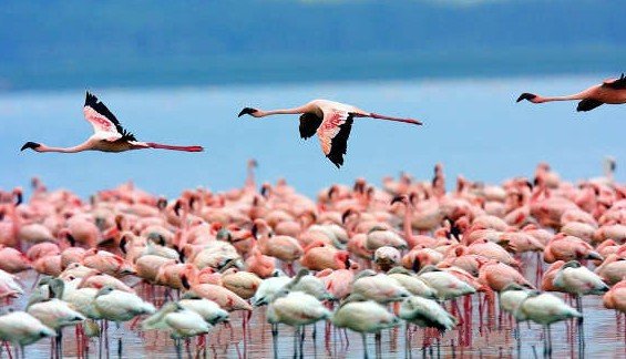 肯尼亚纳库鲁湖景酒店(LAKE NAKURU LODGE)