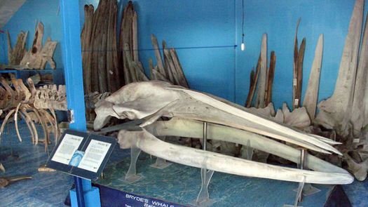 杜马盖地旅游景点：西利曼大学鲸骨博物馆