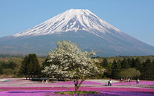 【自主东洋】大阪环球影城\东京大学\科学未来馆\富士山温泉\东京、大阪8日游