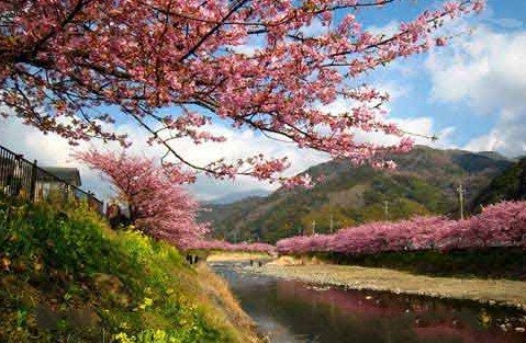【樱花节】武汉赏樱汽车两日游