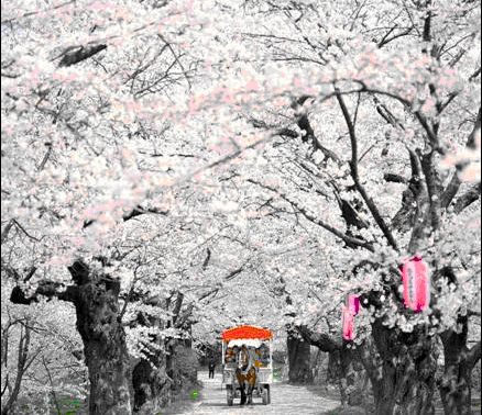 日本樱花节是在什么时候？