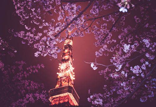 日本樱花什么时候开？日本樱花节什么时候开始？