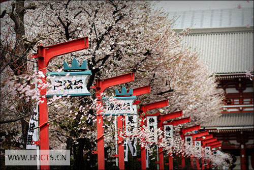 东京樱花季