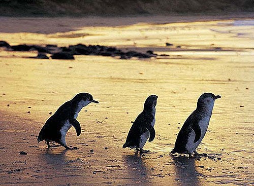 菲利普岛企鹅