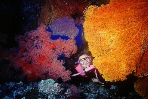 遇见大堡礁 在凯恩斯体验海上跳伞