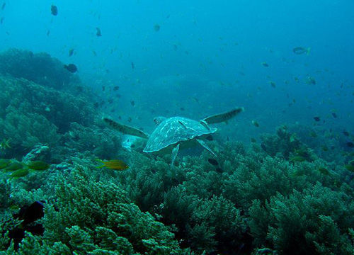 菲律宾薄荷岛 最好的潜水度假胜地图片
