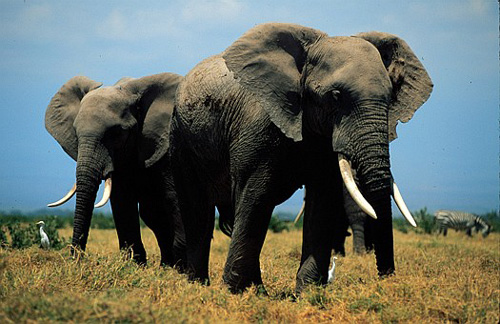 肯尼亚：与野生动物的亲密接触图片