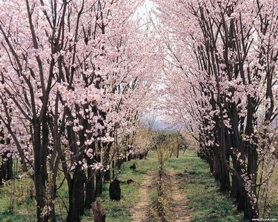 日本樱花节旅游攻略手册图片