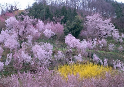 日本樱花节旅游攻略手册图片
