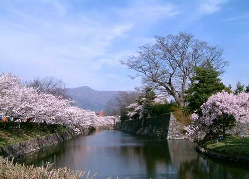 日本樱花节旅游攻略手册图片