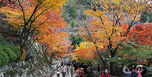 北海道赏枫 看全日本最绚烂的秋天