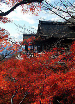 日本京都旅行：赏漫山红叶 留美好回忆图片