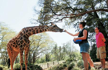 世界十大新奇酒店 肯尼亚长颈鹿庄园图片