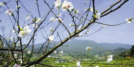 春暖花开有时之台湾图片