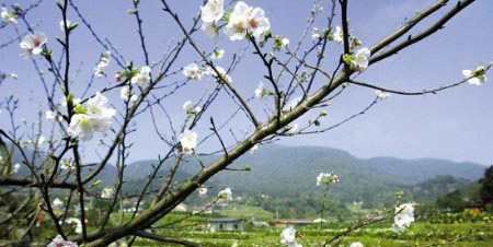 春暖花开有时之台湾