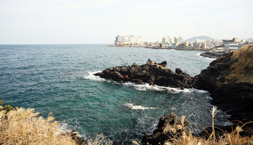 济州岛春花绽放季 韩国赏樱正当时