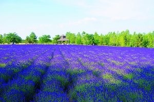 日本北海道：徜徉花海 非诚勿扰图片