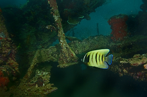 图兰奔 巴厘岛最富盛名的潜水地图片