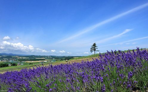 北海道赏花观光贴士图片